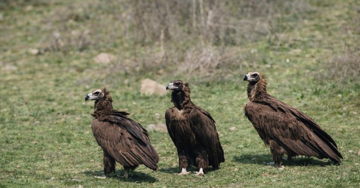 ankara kizilcahamamda nadir goruntu anT7Ry3e.jpg