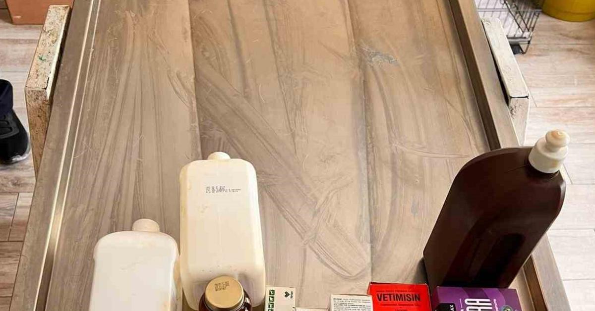 bilecikte ac kopekler birbirini yedi 2FU4HAhw.jpg