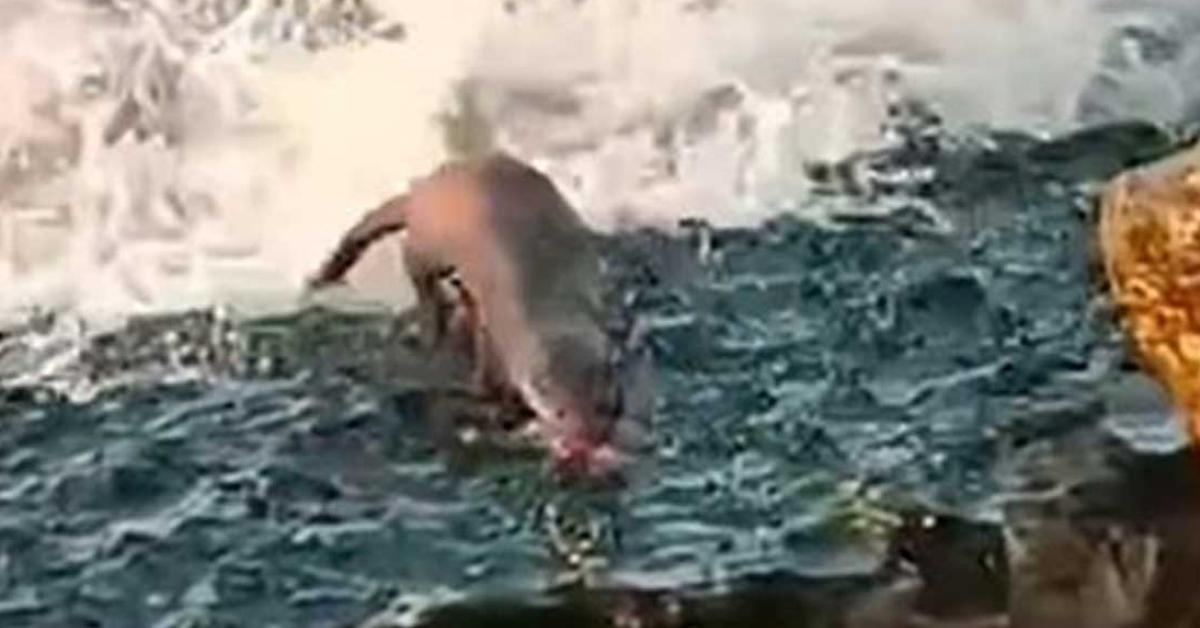 duzce akcakocada su samuru avlanirken goruntulendi Sa95ZyQ1.jpg