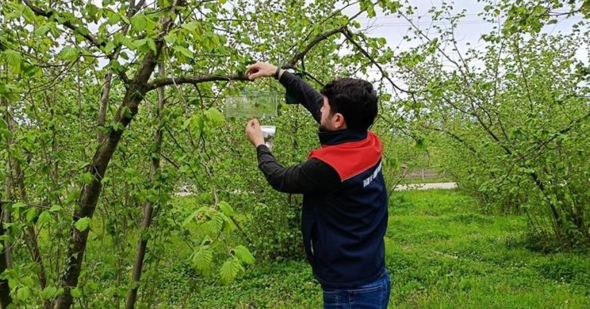 duzcede findik verimliligi icin onemli adimlar atiliyor NKpM7kz8.jpg