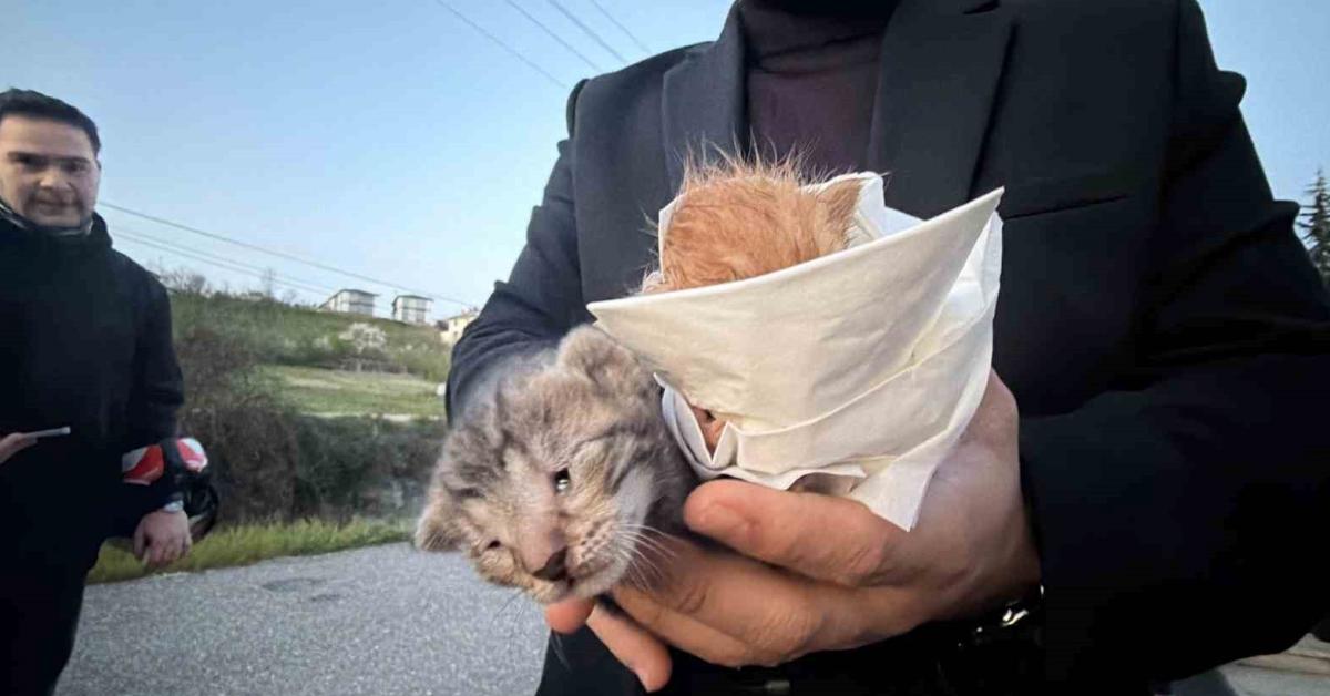 duzcede mahsur kalan minik kediler kurtarildi 6OwzjVGH.jpg