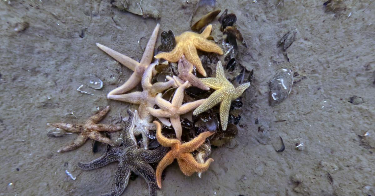 izmit korfezinden 18 milyon metrekup dip camuru cikarildi IxyA87Cx.jpg