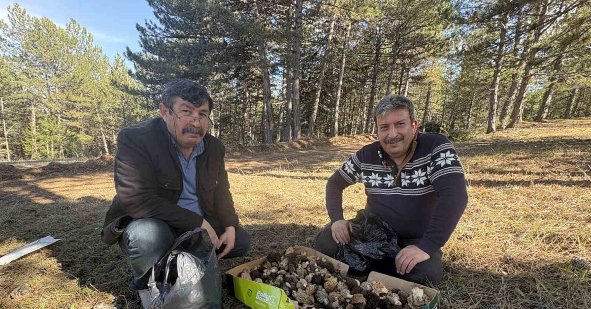 kastamonu ormanlarinda mantar zenginligi 6 kilogram kuzugobegi topladilar TnYUiAkV.jpg