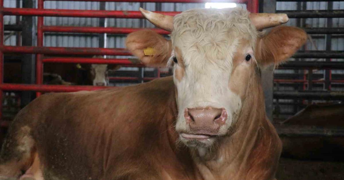 sakaryada dev tosunu 950 bin lira isteniyor sm6WAFrP.jpg