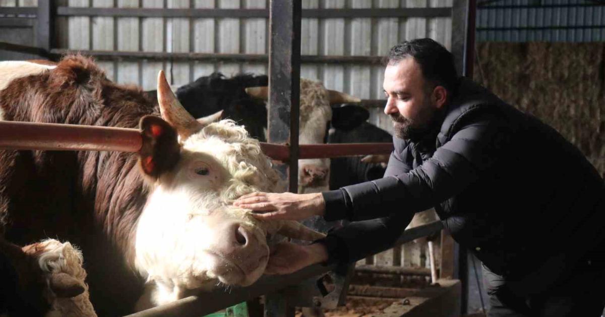 sakaryada kurbanlikta erken alim hareketliligi basladi 9vb1QcyL.jpg