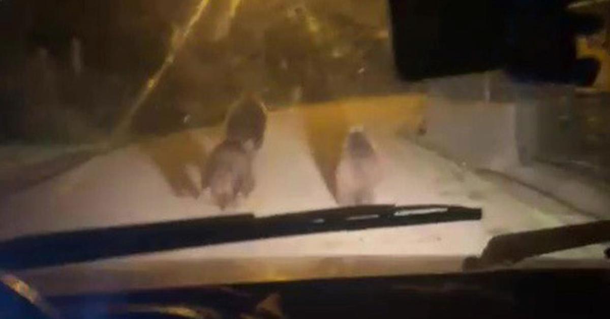 zonguldak devrekte ayilar koye indi xGlXFOgv.jpg