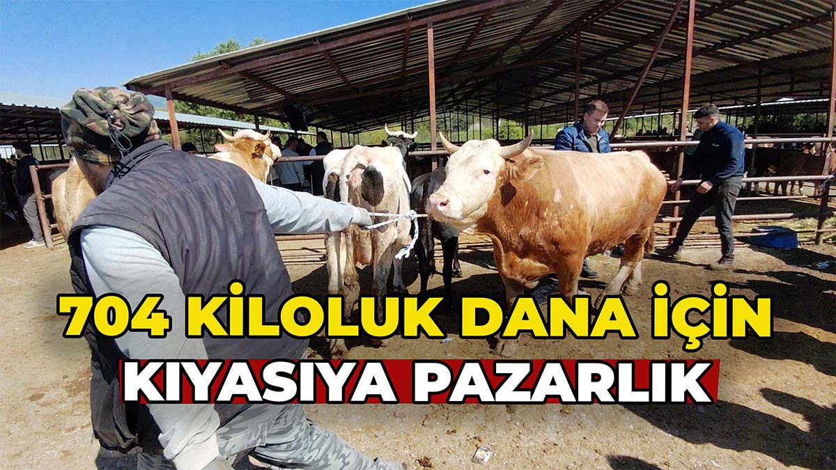 704 Kiloluk Dana İçin Kıyasıya Pazarlık