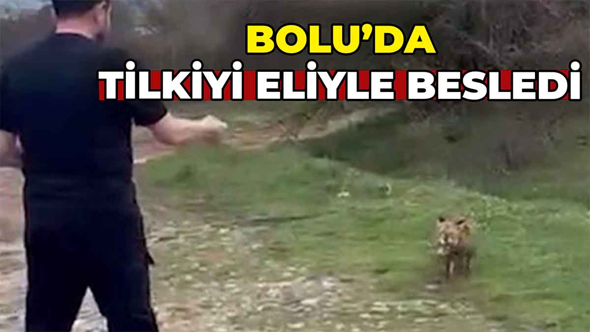 Bolu’da Tilkiyi Eliyle Besledi