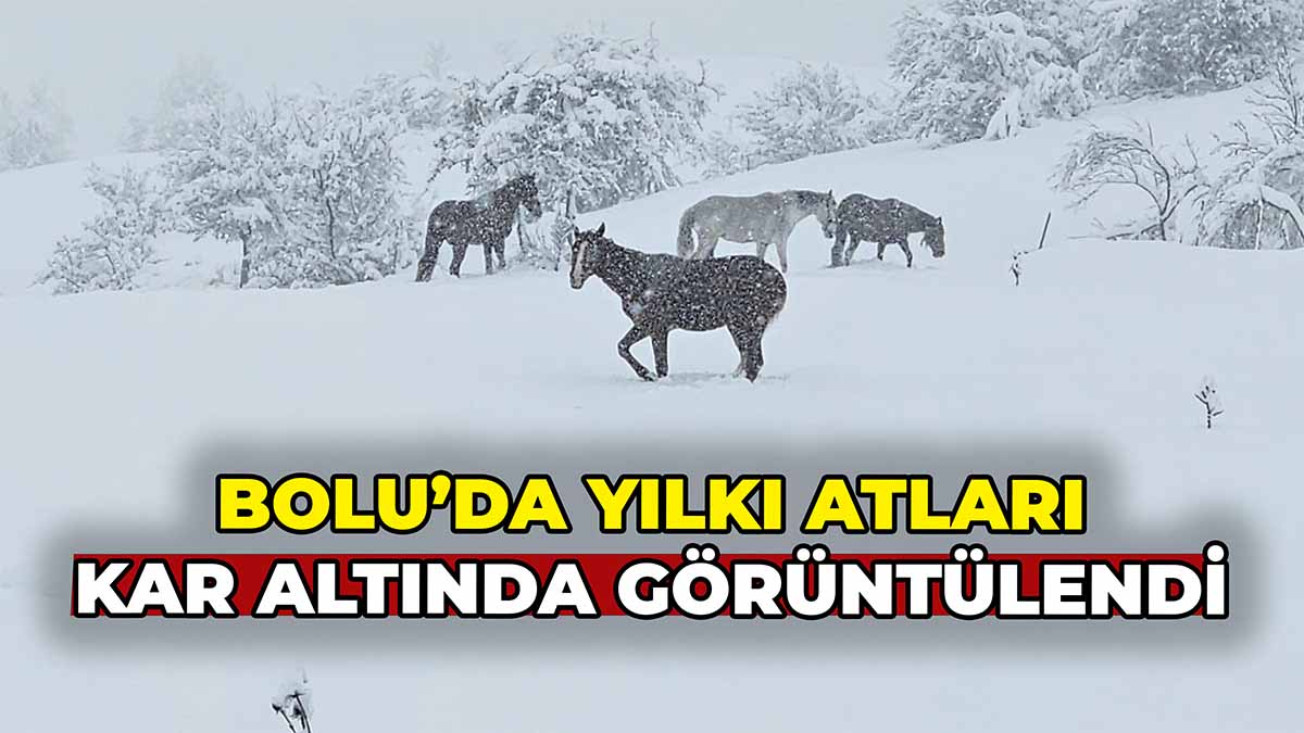Bolu’da Yılkı Atları Kar Altında Görüntülendi