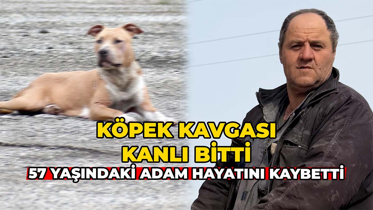 Köpek Kavgası Kanlı Bitti