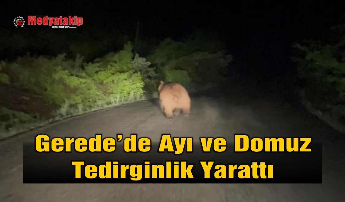 ayı