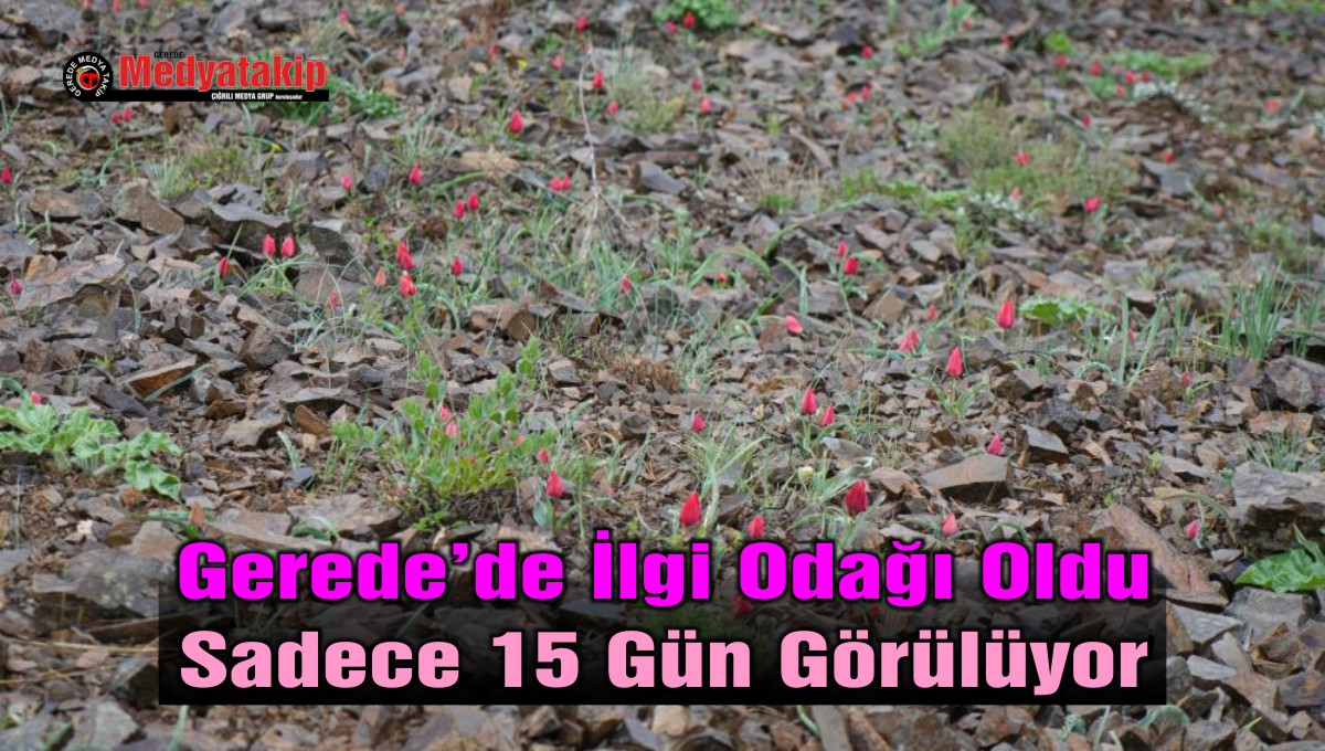 dağ lalesi