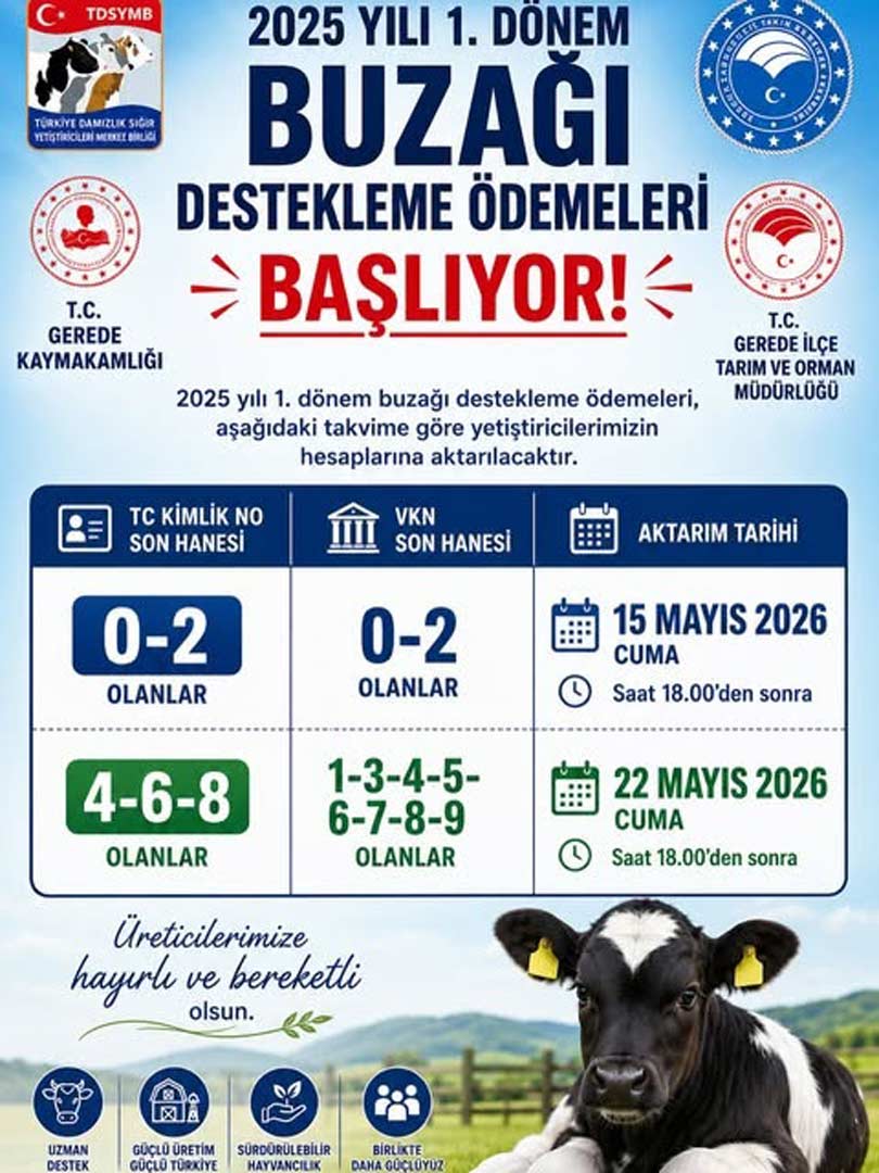 gerede buzağı destek ödemeleri