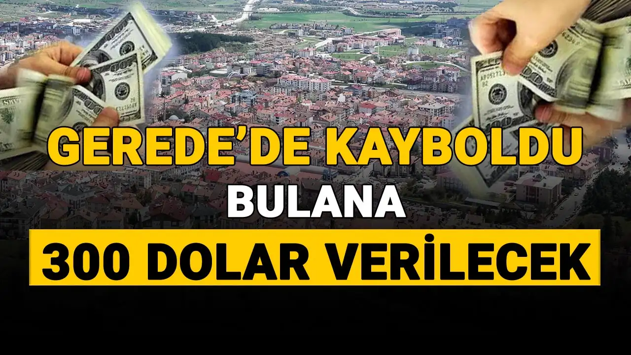 gerede kayıp kedi
