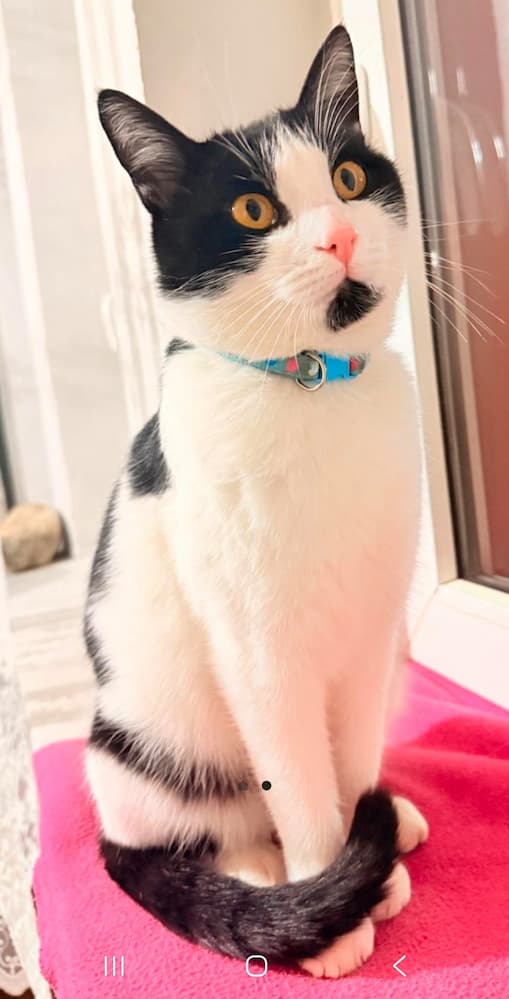 kedi1