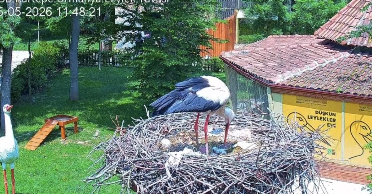 kocaeli ormanyada engelli leyleklerin yavrusu yumurtadan cikti FVOOOM7z.jpg