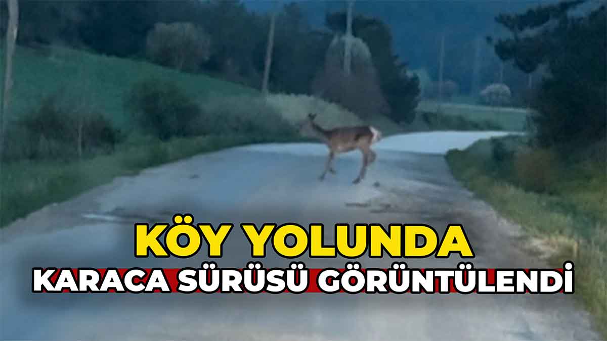 köy yolunda karaca sürüsü