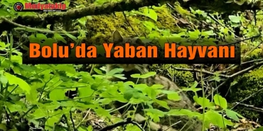 yaban kedisi