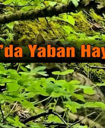 yaban kedisi