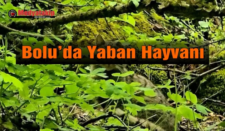Bolu’da Yaban Hayvanı Şaşırttı