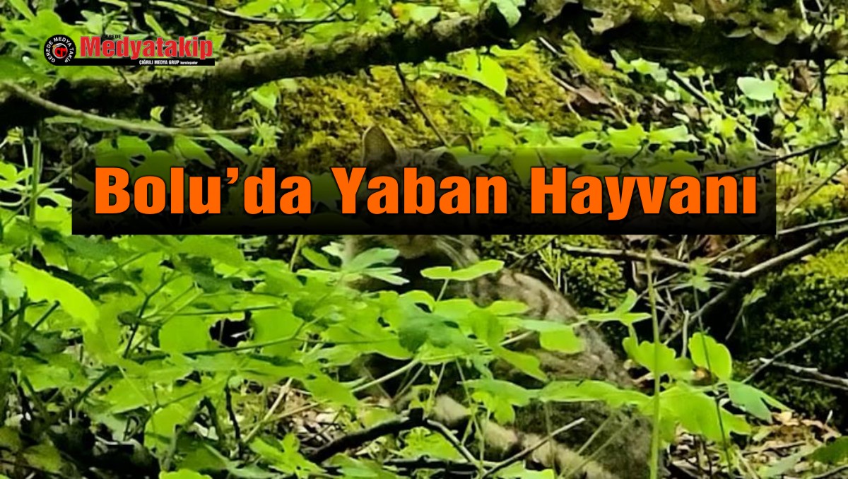 yaban kedisi