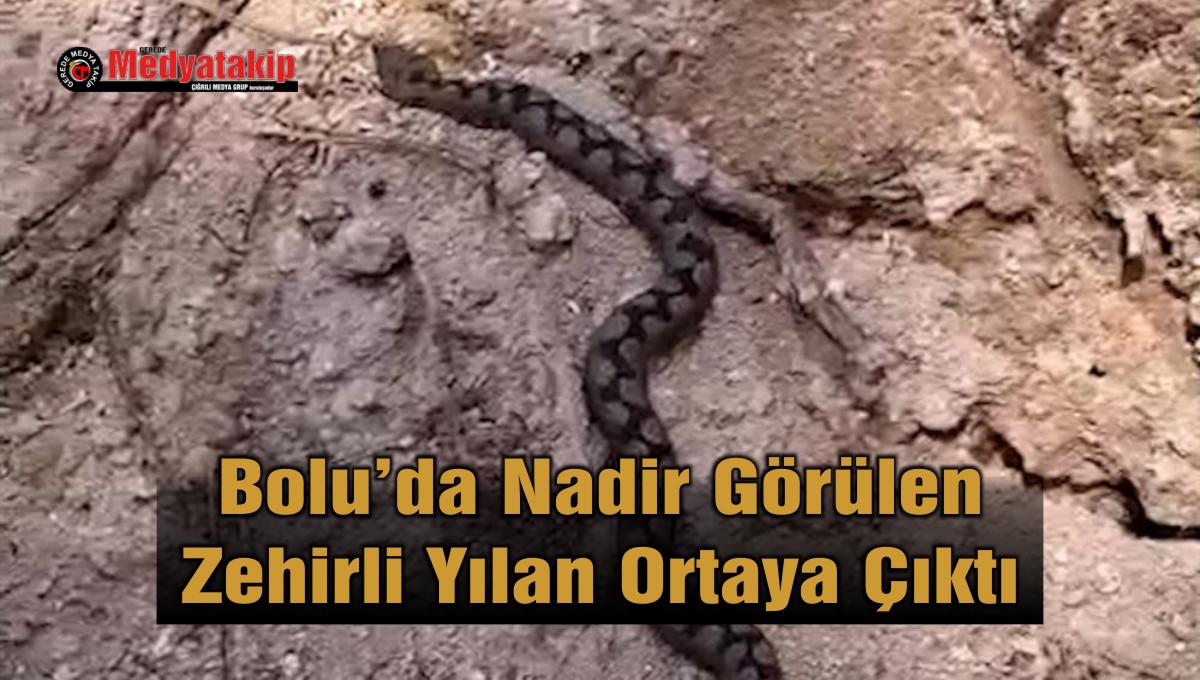 yılan