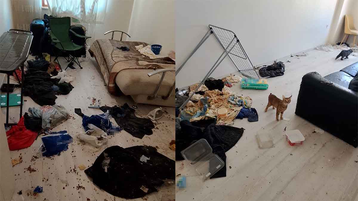 Bolu Koku Apartman Kedi