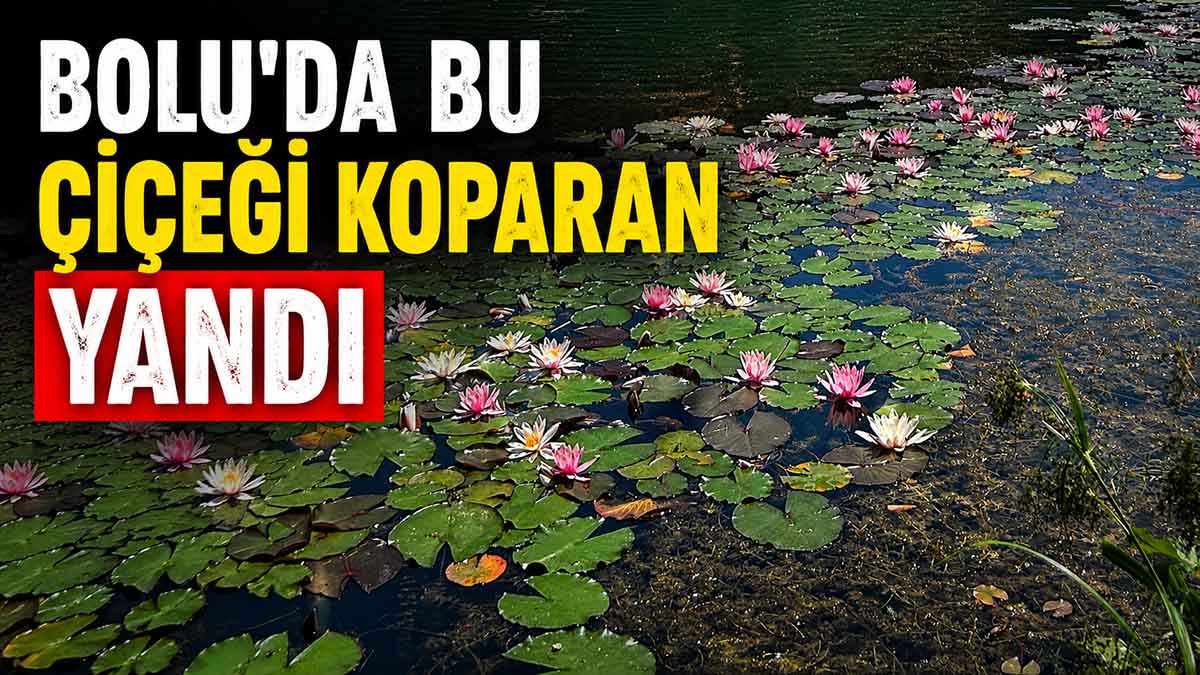 Bolu'da Bu Çiçeği Koparan Yandı