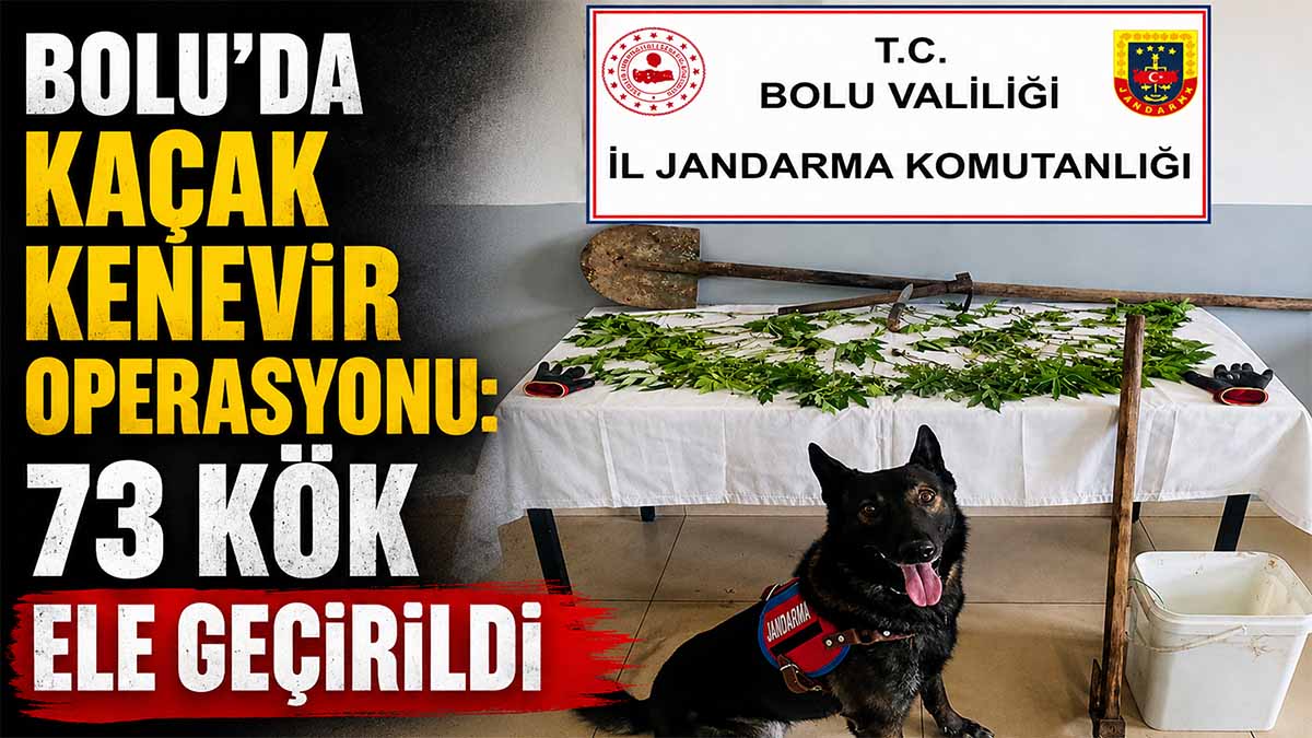 Bolu’da Kaçak Kenevir Operasyonu