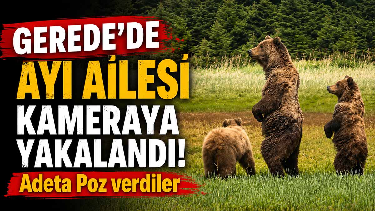 GEREDE AYI