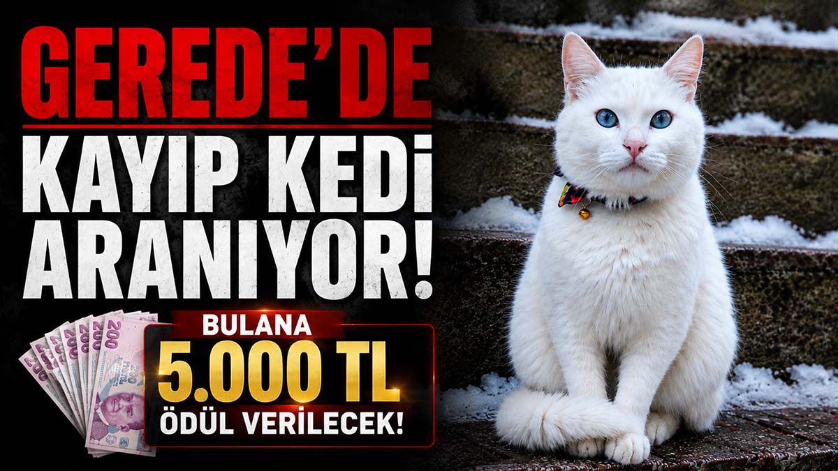 Gerede’de Kayıp Kedi Aranıyor