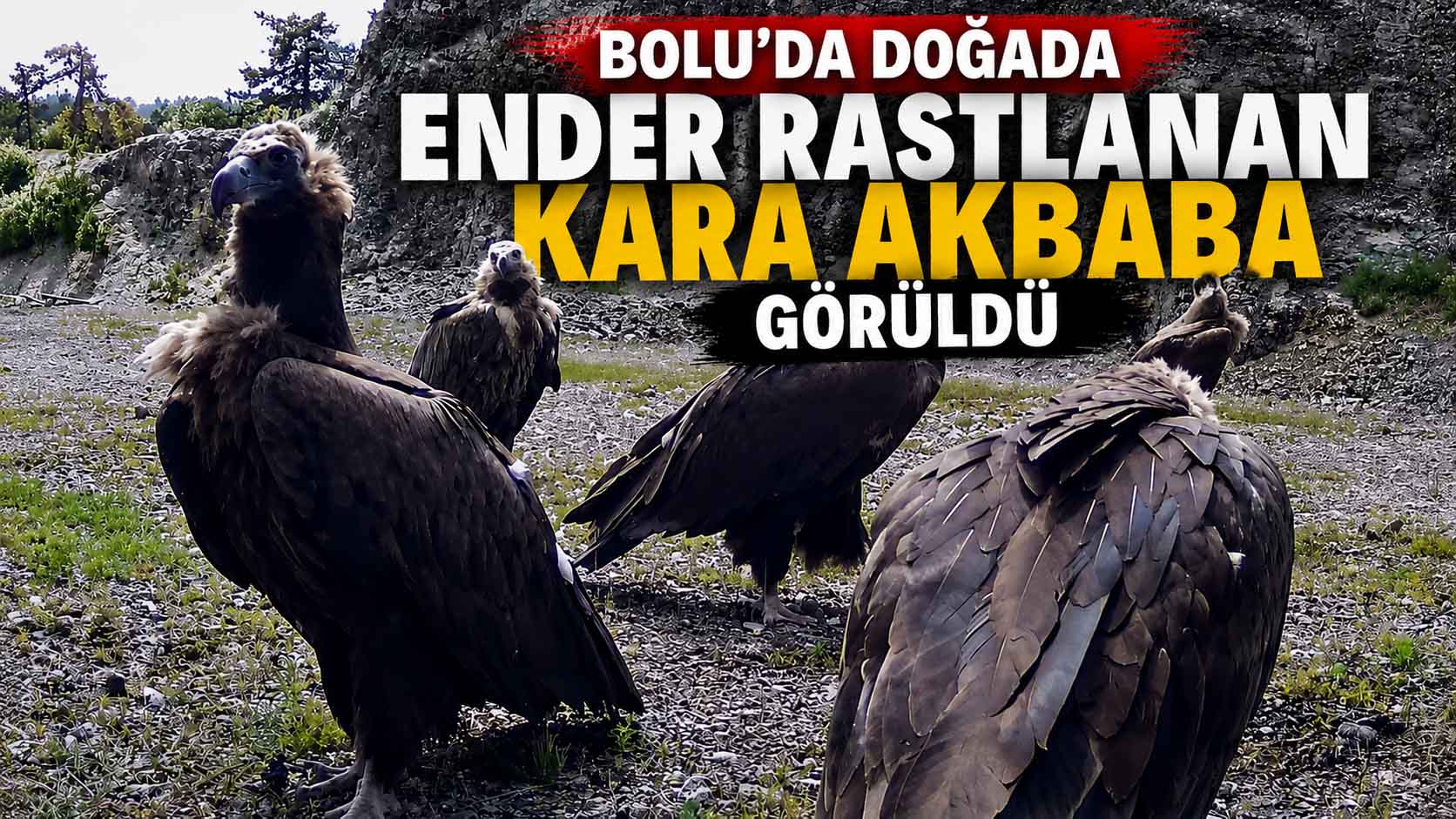 Kara Akbaba Bolu'da Görüntülendi