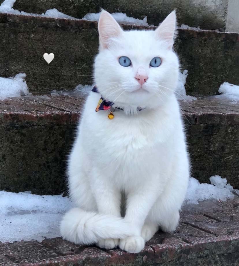 Maviş Kedi
