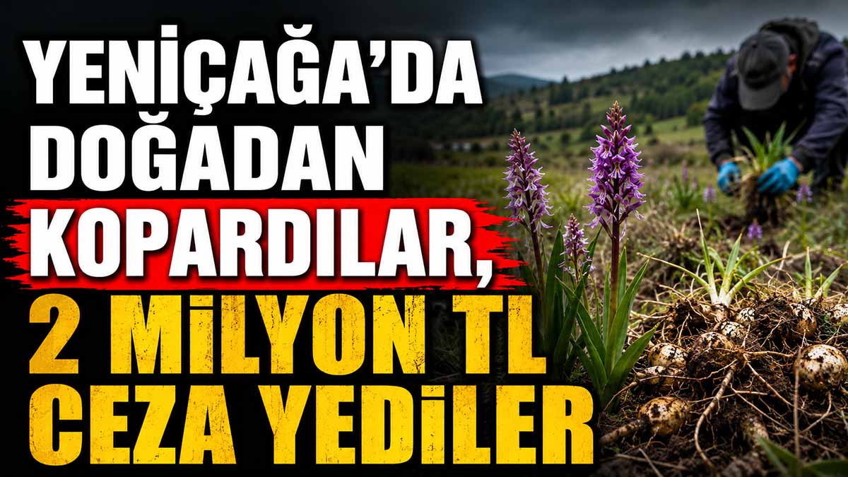 Yeniçağa’da Doğadan Kopardılar, 2 Milyon TL Ceza Yediler
