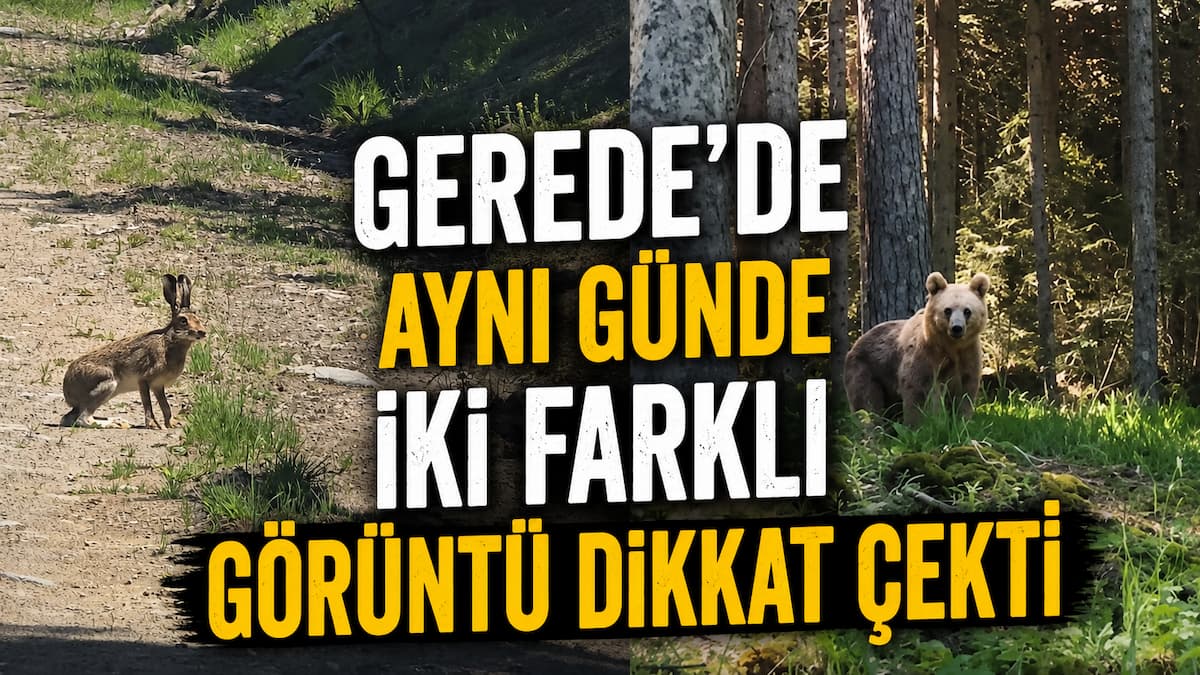 ayı tavşan