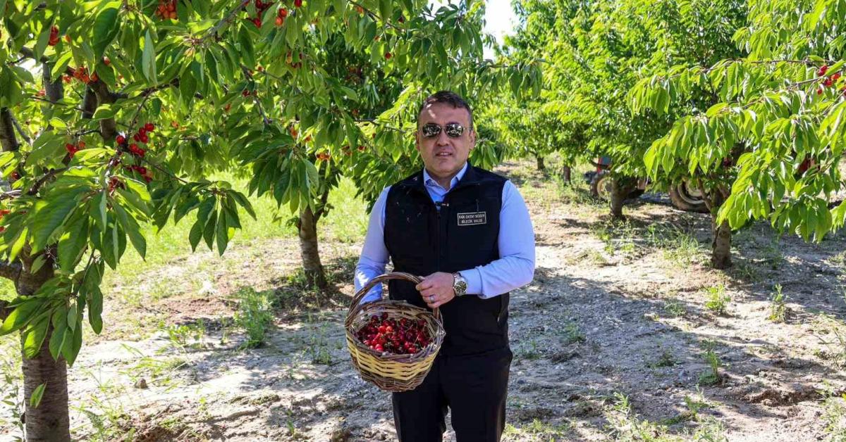 bilecikte kiraz hasadi zamani Xu5Unt4U.jpg