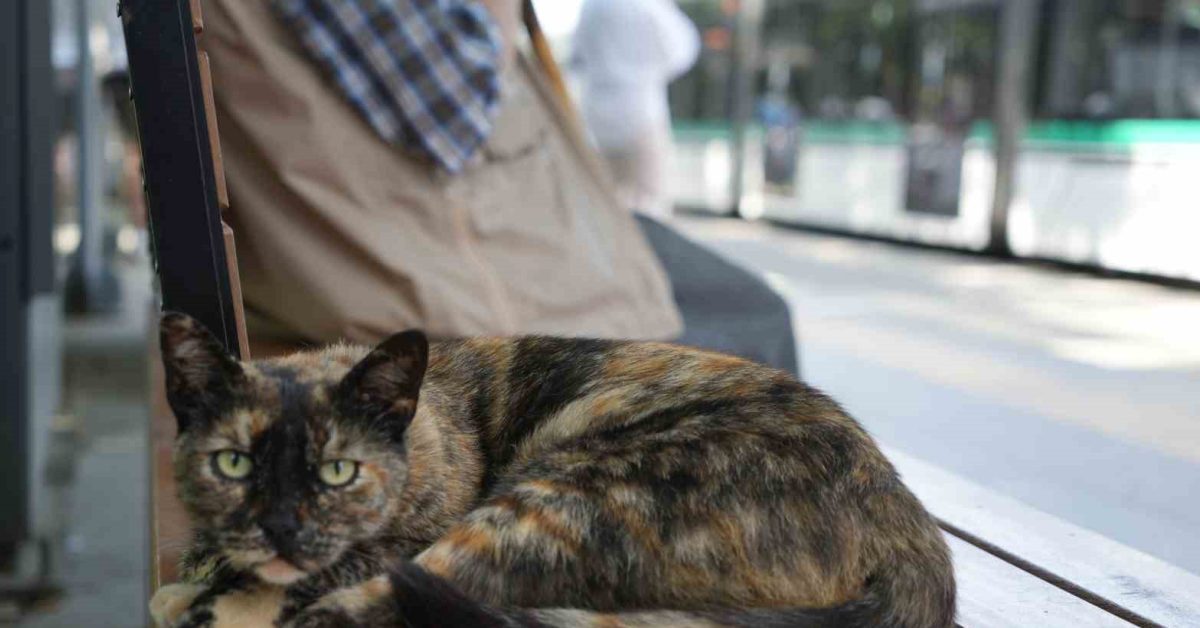 izmitte tramvay istasyonunun sevimli misafiri pamuk kedi FMjkfbb7.jpg