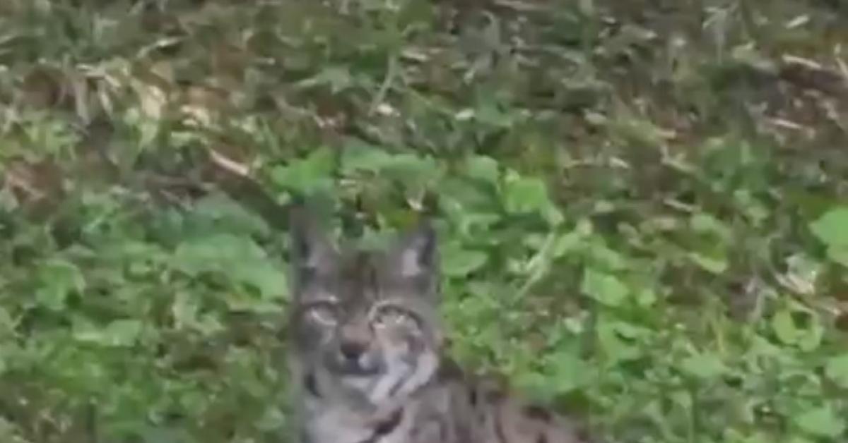 kastamonu ormanlarinda vasak goruntulendi dZPlY6YI.jpg