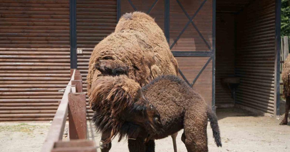 kocaeli ormanyada sevimli yavru kivircik dunyaya geldi nAkHIEgH.jpg