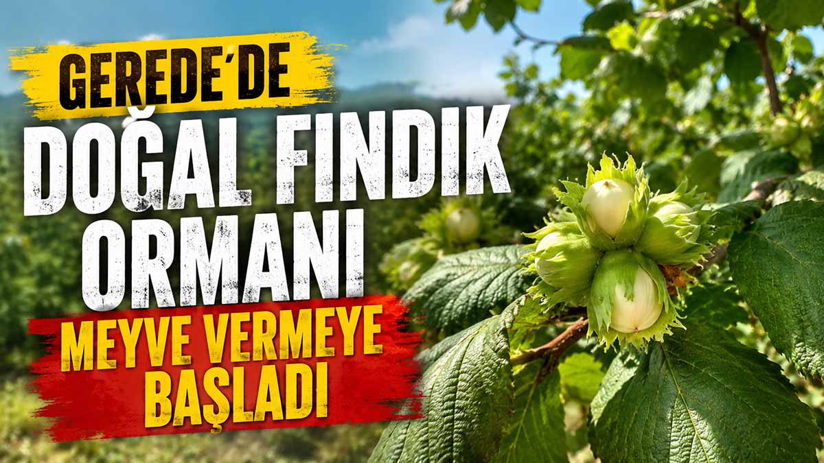 Gerede’de Doğal Fındık Ormanı