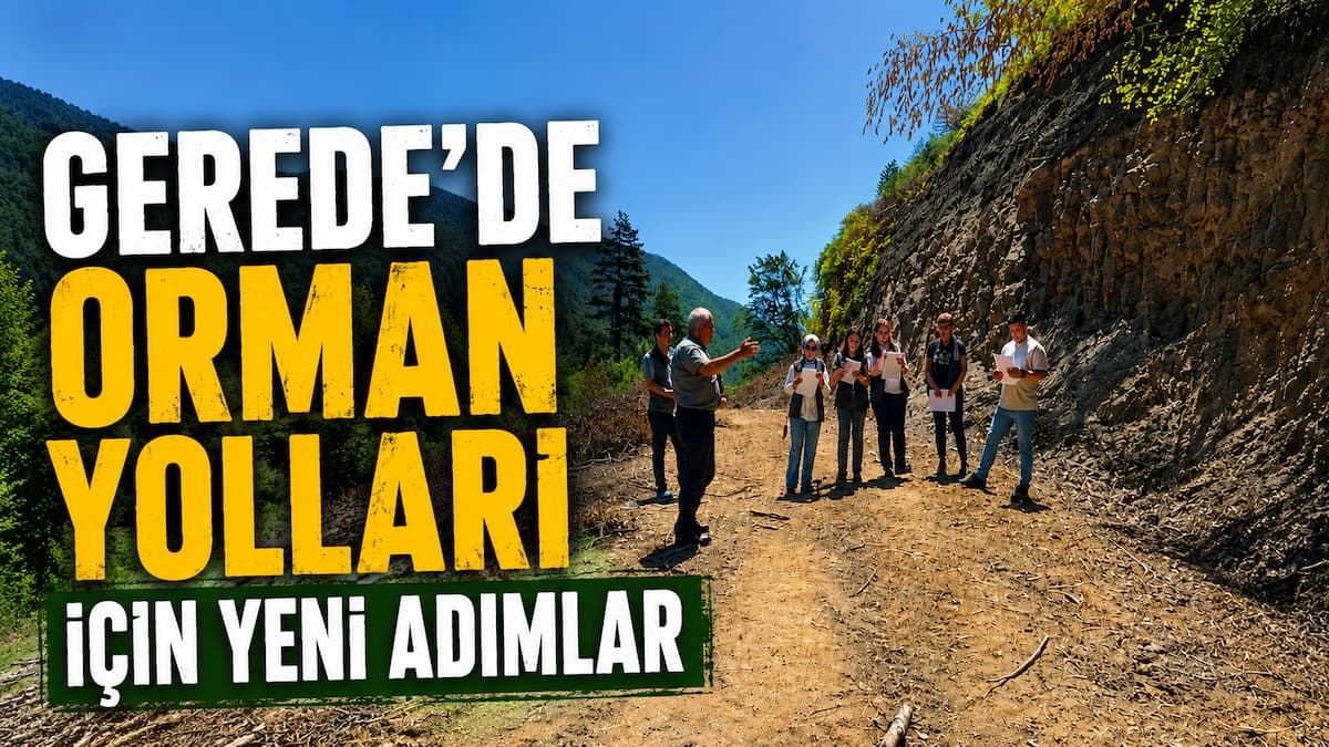 ORMAN YOL