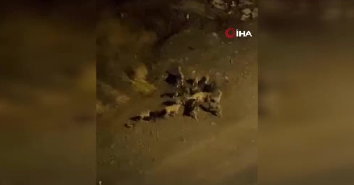 ankara altindagda basibos kopekler tehlike saciyor 6HXZOV32.jpg