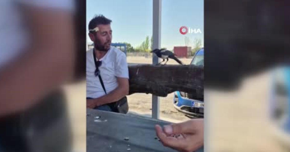 ankara etimesgutta besledikleri karga paralarini caldi y5gvSIVO.jpg