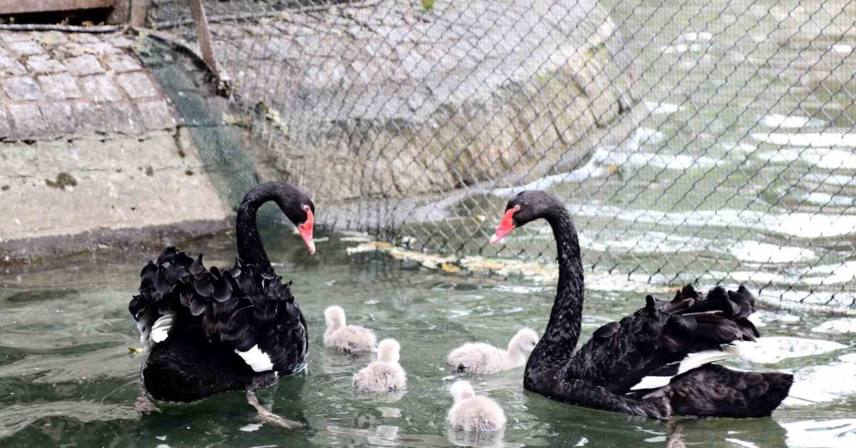 ankara kugulu parkta yeni yavru kugular ilgi goruyor f9BLWhnw.jpg