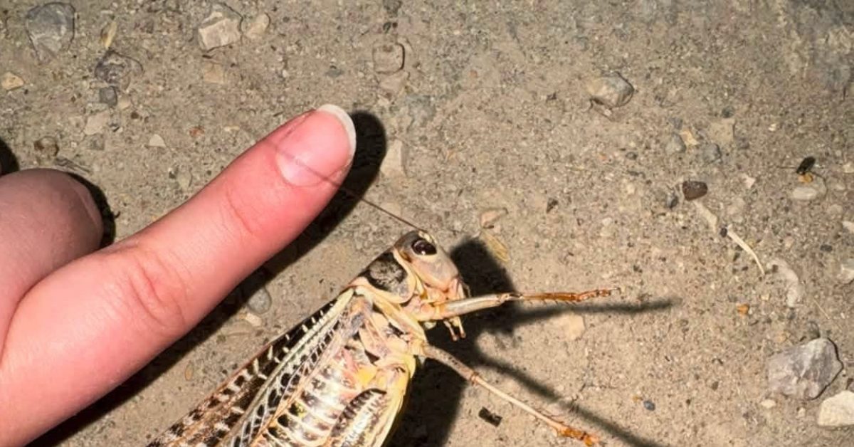 ankara polatlida dev etcil cekirgeler dikkat cekiyor adLn1Nlu.jpg