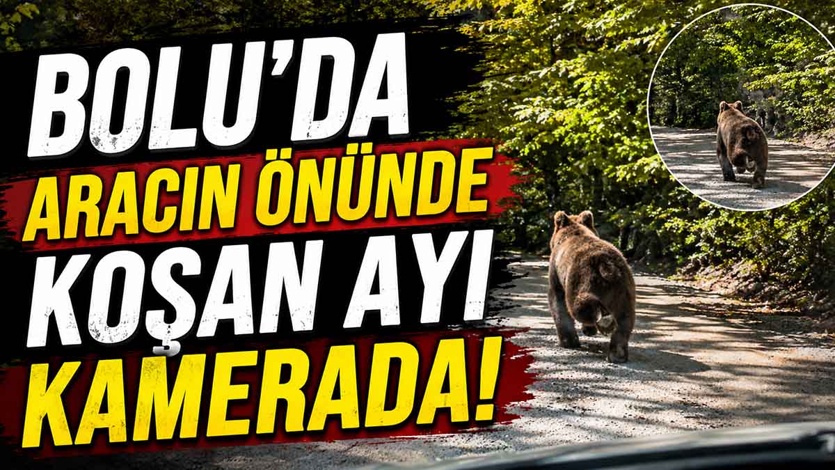 bolu ayı