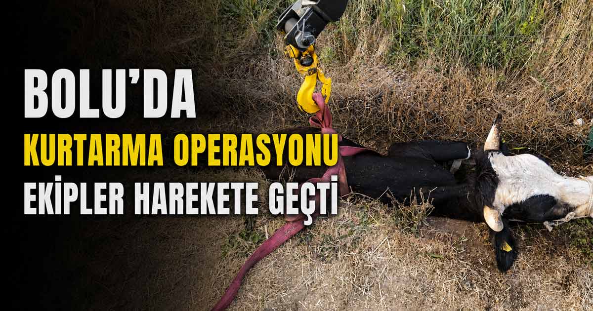 bolu'da inek kurtarma operasyonu