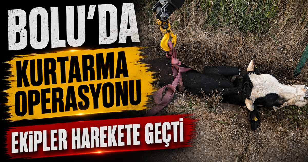 bolu'da inek kurtarma operasyonu 2026