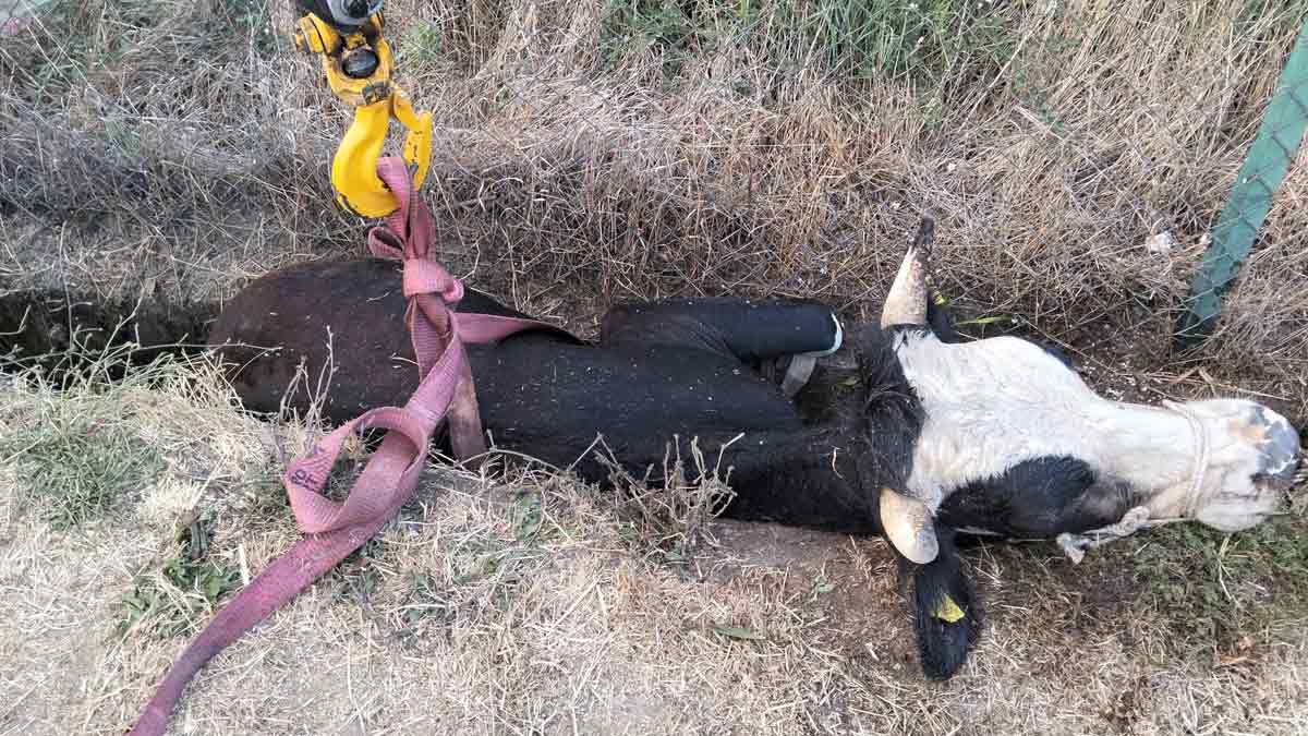 bolu'da inek kurtarma operasyonu