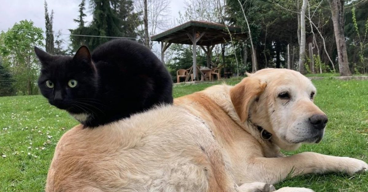 duzcede kedi ve kopek mamasi ihracat rakamlari belli oldu KWJyjmXK.jpg